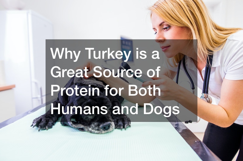 Why Turkey is a Great Source of Protein for Both Humans and Dogs